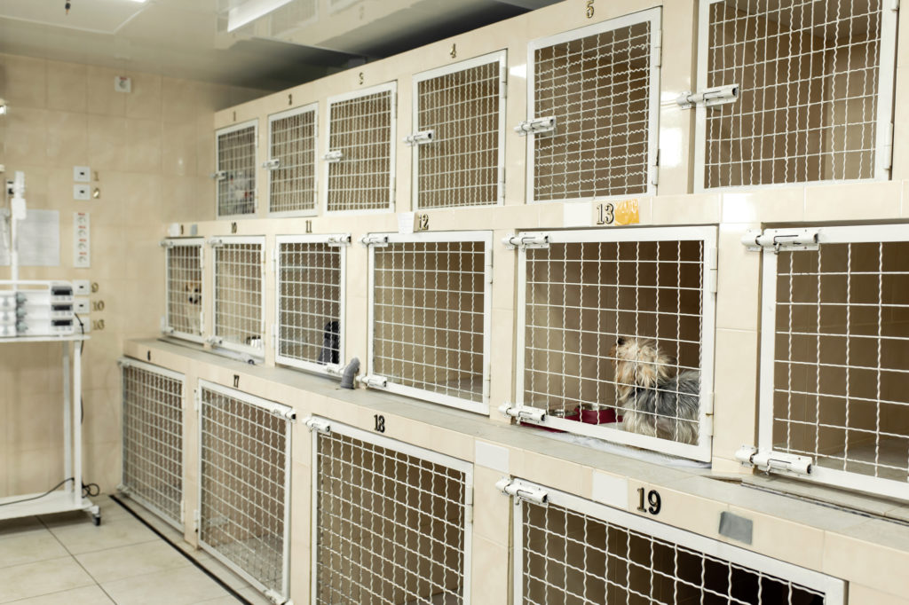 ペットホテルのフランチャイズ・代理店募集一覧