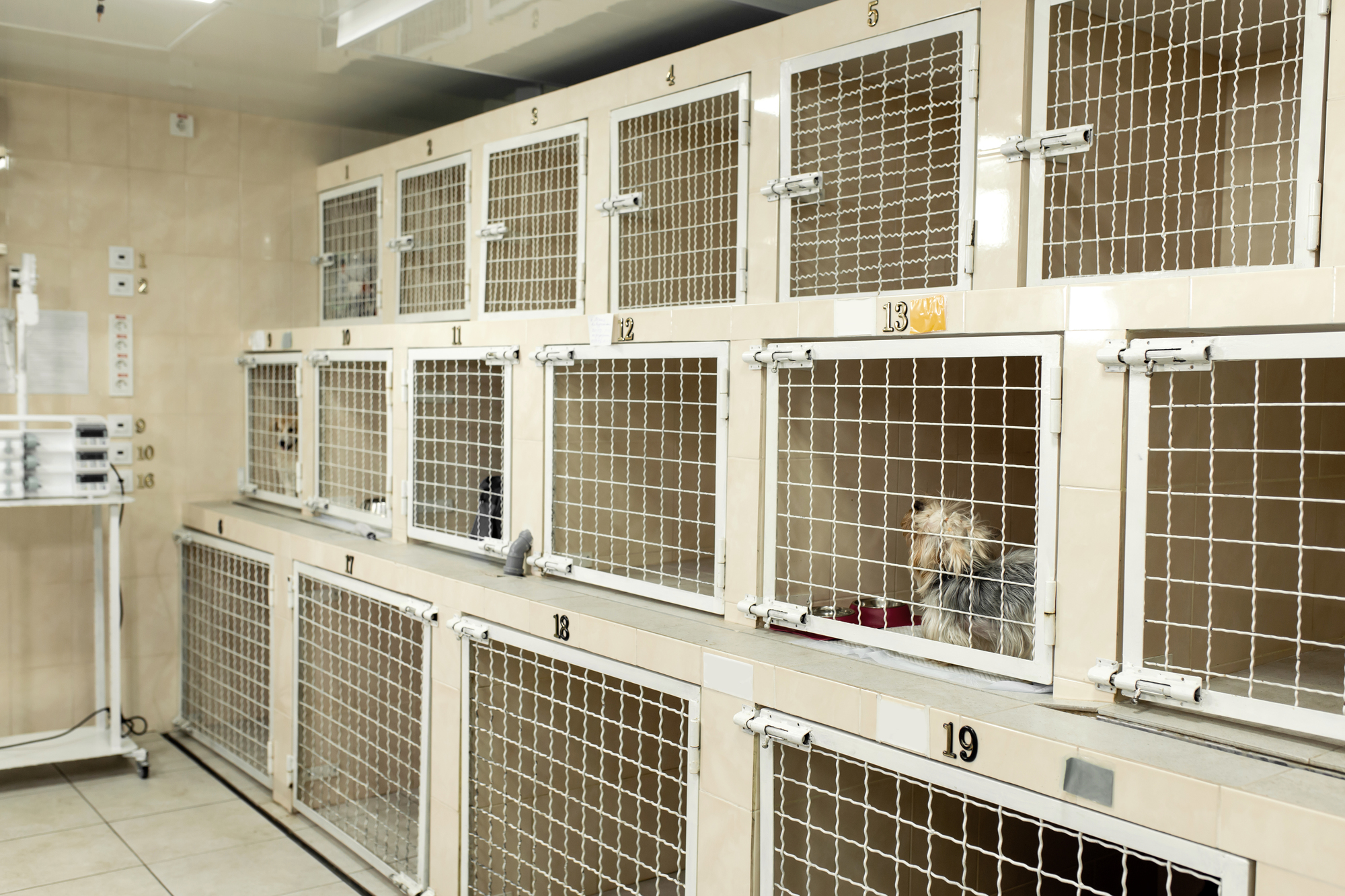 ペットホテルのフランチャイズ・代理店募集一覧